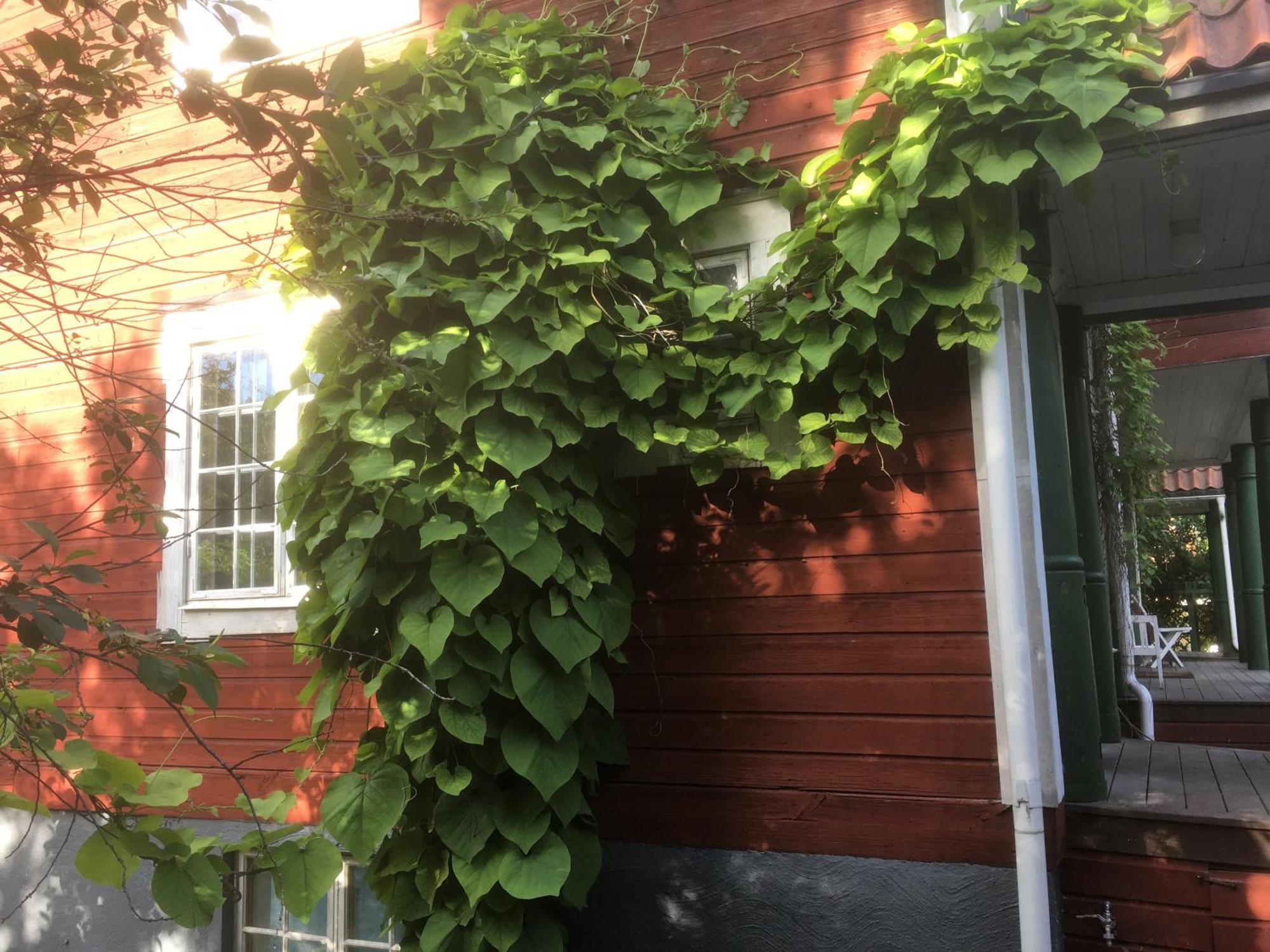 Stockholm B&B Cottage Nacka Rum bild